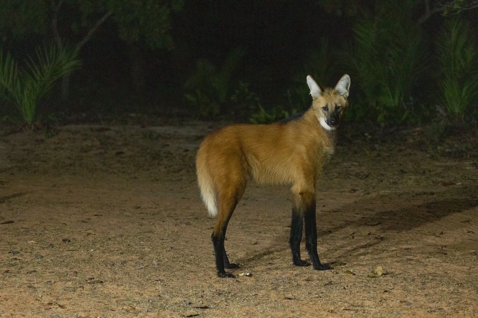 A Maned Wolf standing in the open Pantanal at dusk