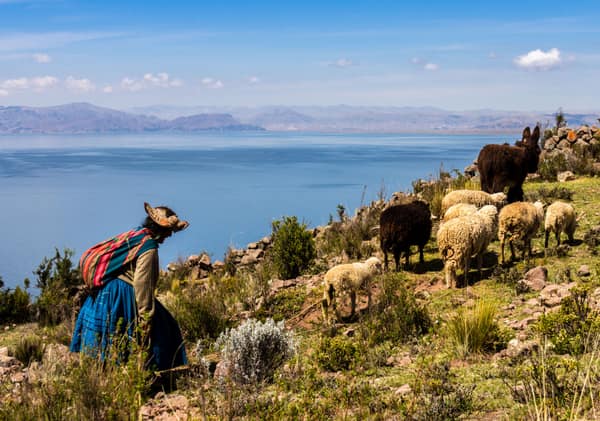 A woman herding sheep on an island above Lake Titicaca