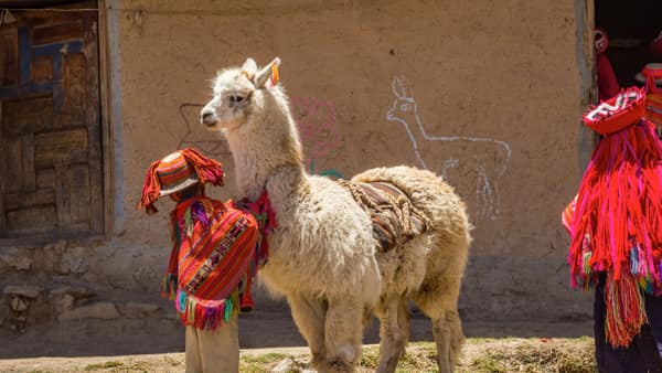A child in traditional Andean dress with a llama