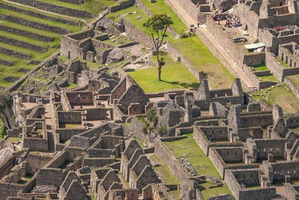 Stone buildings and the lone tree at Machu Picchu
