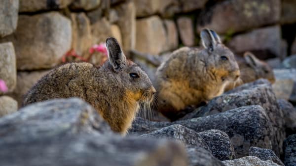 A group of northern viscachas on a stone wall
