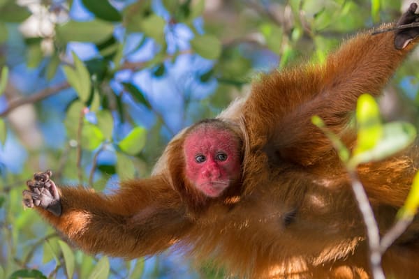 Red Uakari Monkey in the Amazon rainforest