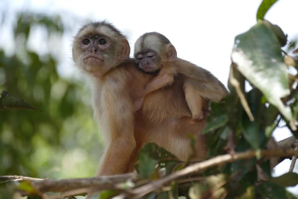 White-fronted Capuchin Monkeys in the canopy