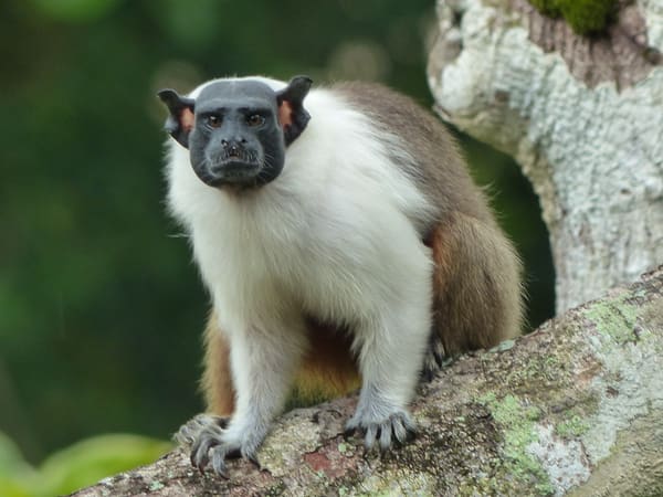 Pied Tamarin