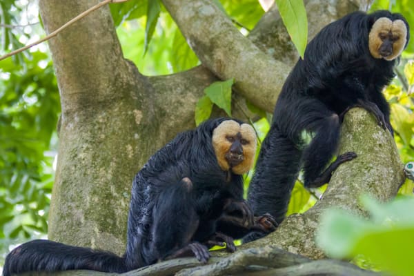 Golden-faced Saki Monkey in the Amazon canopy