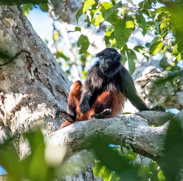 Golden-backed Uakari Monkey