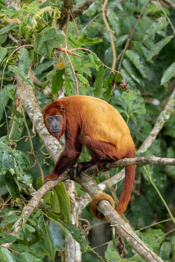 Red Howler Monkey calling in the Amazon canopy