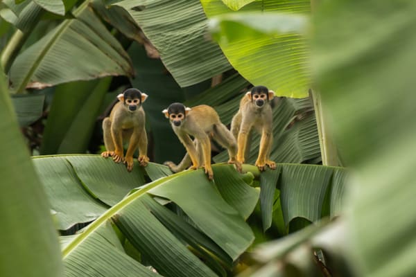 Squirrel Monkeys in the Amazon rainforest