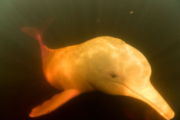 Amazon Pink River Dolphin in the Rio Negro