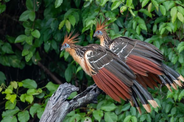 Hoatzins perched in the riverside vegetation