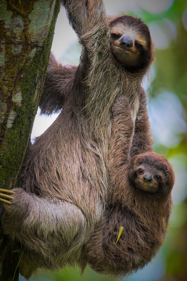 Brown-throated Three-toed Sloth with baby in the Amazon