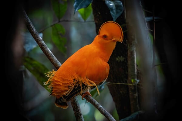 Guianan Cock-of-the-rock displaying in the rainforest