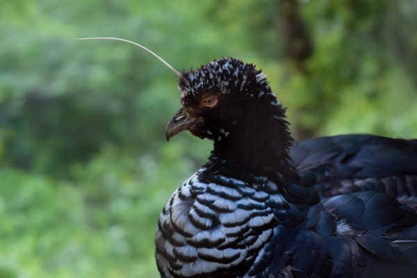 Horned Screamer bird in the Amazon wetlands