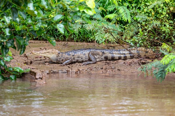 Spectacled Caiman resting on the water surface
