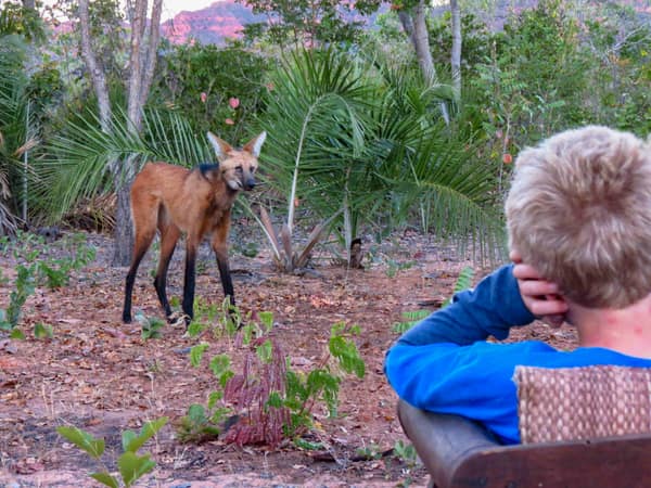 Wildlife at the SouthWild Wolf Camps, Brazil