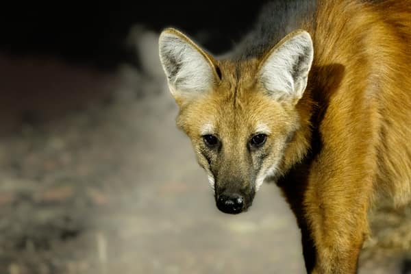 Wildlife at the SouthWild Wolf Camps, Brazil