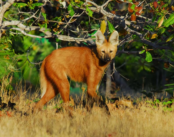 Wildlife at the SouthWild Wolf Camps, Brazil