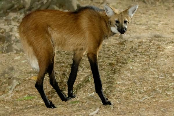 Wildlife at the SouthWild Wolf Camps, Brazil