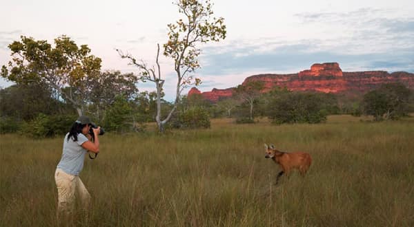 Wildlife at the SouthWild Wolf Camps, Brazil