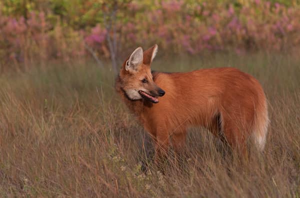 Wildlife at the SouthWild Wolf Camps, Brazil