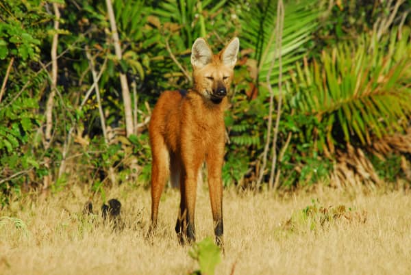 Wildlife at the SouthWild Wolf Camps, Brazil