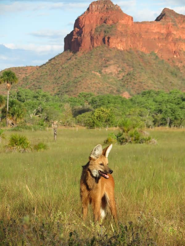 Wildlife at the SouthWild Wolf Camps, Brazil