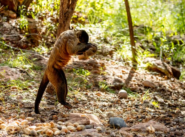 Wildlife at the SouthWild Wolf Camps, Brazil