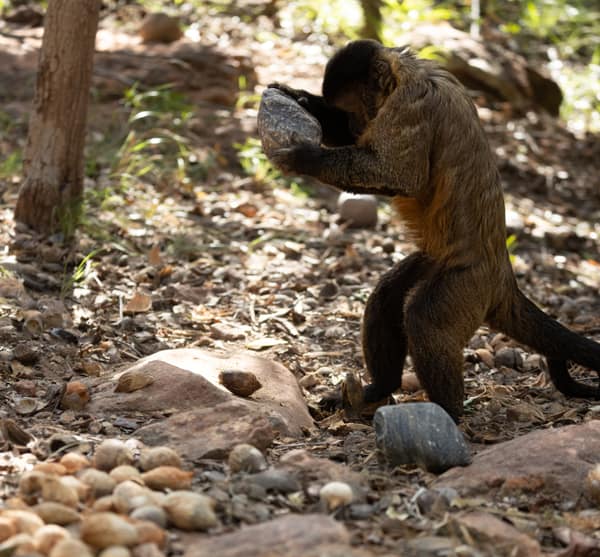 Wildlife at the SouthWild Wolf Camps, Brazil