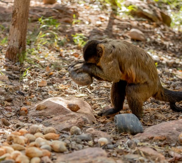 Wildlife at the SouthWild Wolf Camps, Brazil