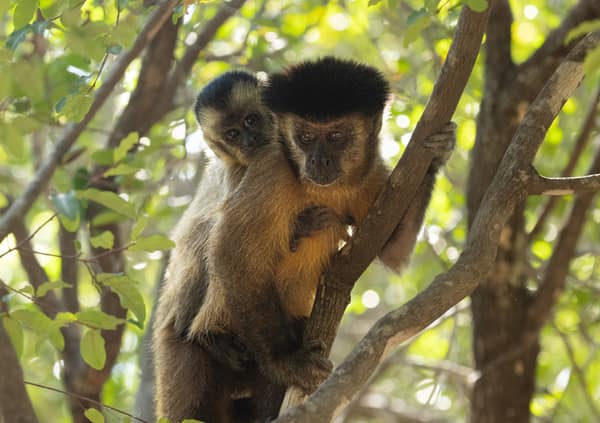 Wildlife at the SouthWild Wolf Camps, Brazil