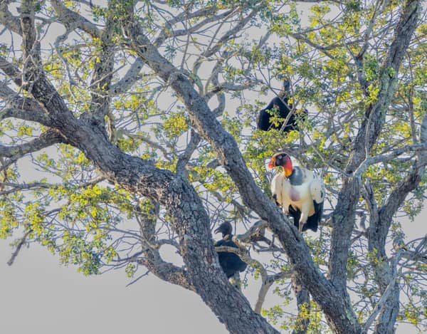 Wildlife at the SouthWild Wolf Camps, Brazil