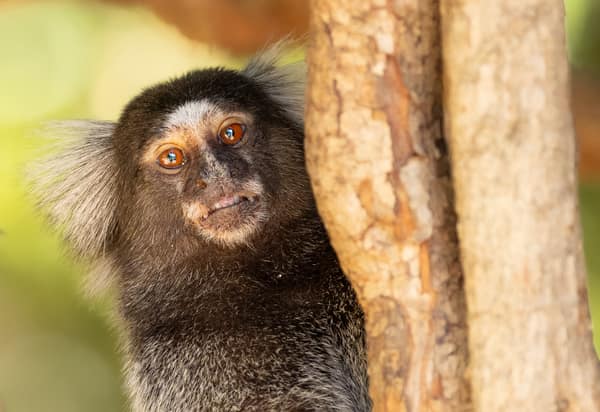Wildlife at the SouthWild Wolf Camps, Brazil