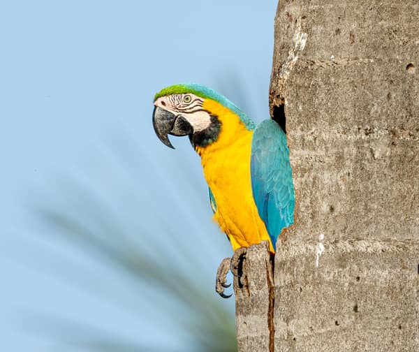 Wildlife at the SouthWild Wolf Camps, Brazil