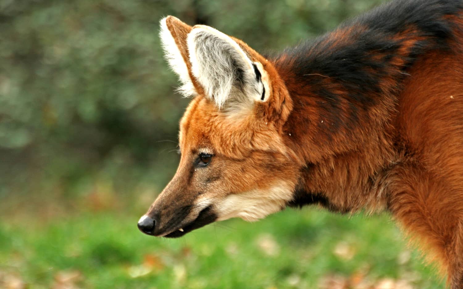 A Maned Wolf in natural habitat at the SouthWild Wolf Camps, Brazil