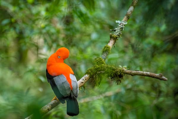 A male Andean Cock-of-the-rock perched in the forest