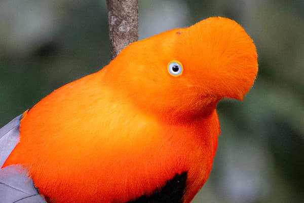 Close-up of a male Andean Cock-of-the-rock