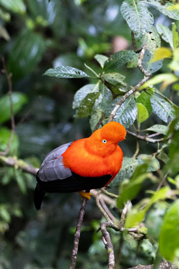 A male Andean Cock-of-the-rock on a mossy branch