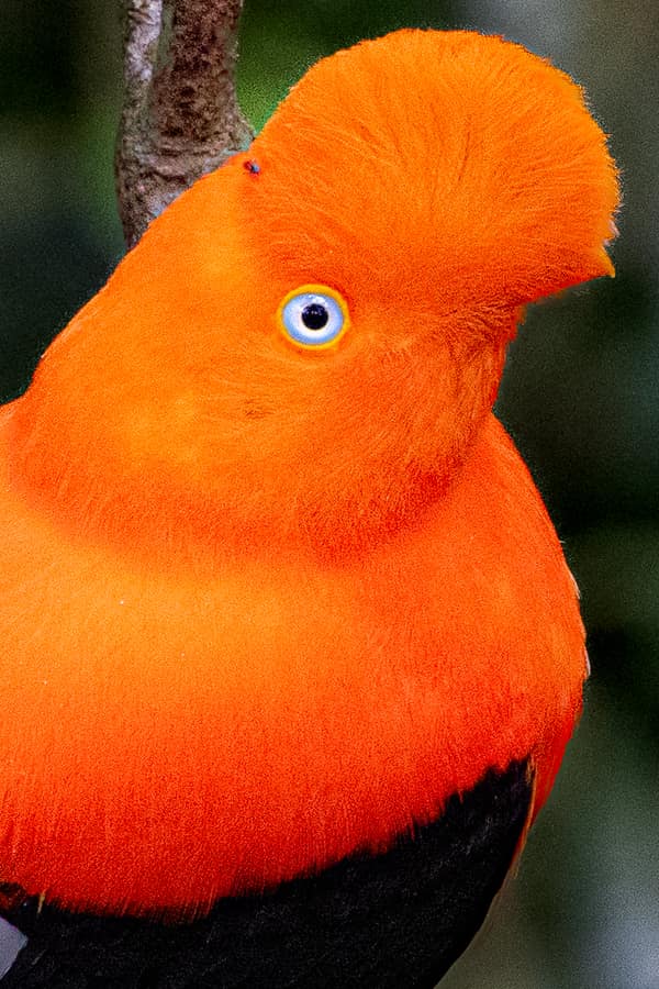 Portrait of a male Andean Cock-of-the-rock