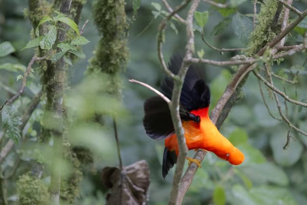 A male Andean Cock-of-the-rock displaying at a lek