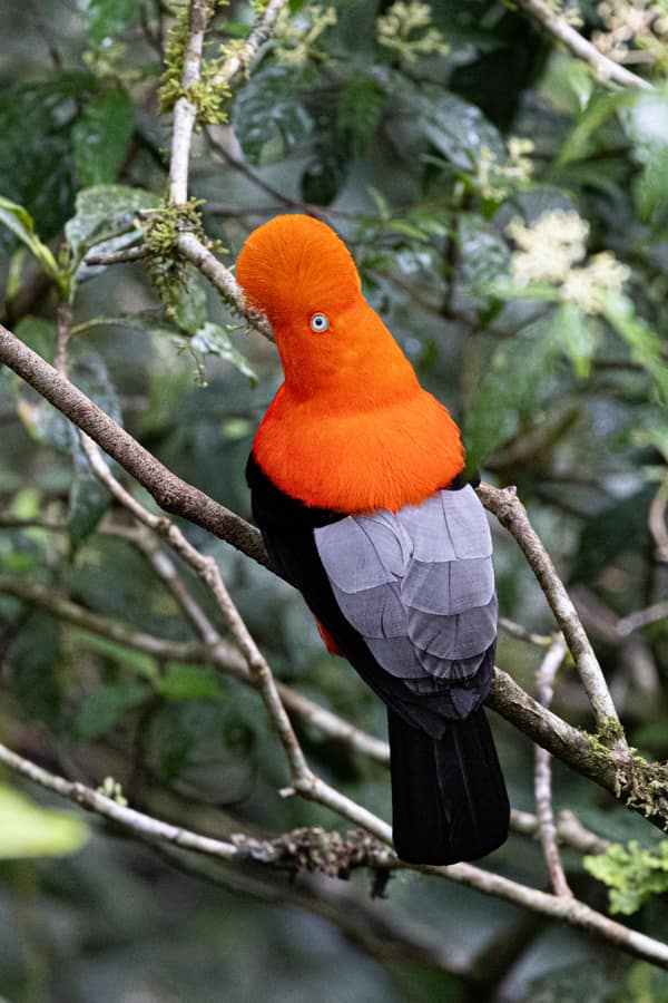 A male Andean Cock-of-the-rock in the cloud forest
