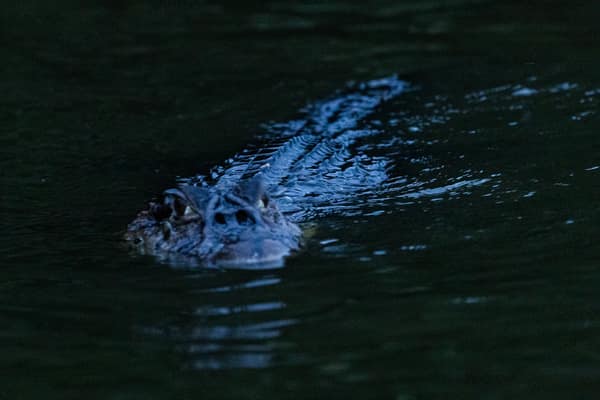 A caiman swimming in a blackwater lagoon