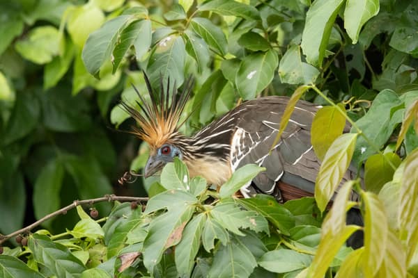 A Hoatzin perched in riverside foliage
