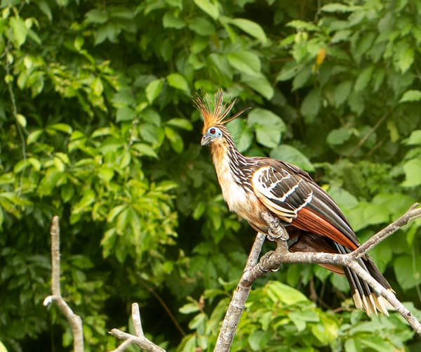 A Hoatzin showing its spiky crest