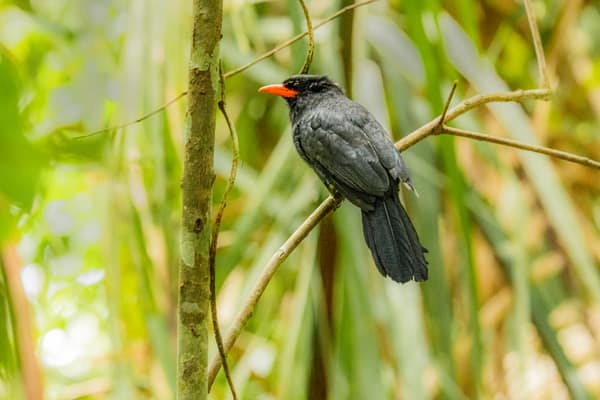 A Black-fronted Nunbird perched in the forest
