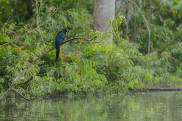 A bird perched over an oxbow lagoon in Manu