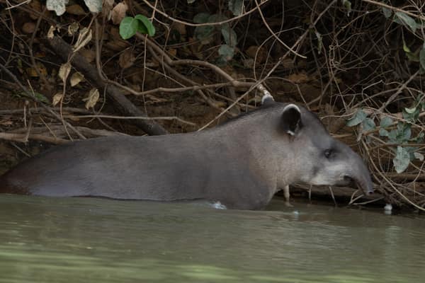 A Brazilian Tapir wading in a river