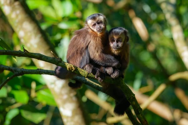 Brown Capuchin Monkeys in the rainforest canopy