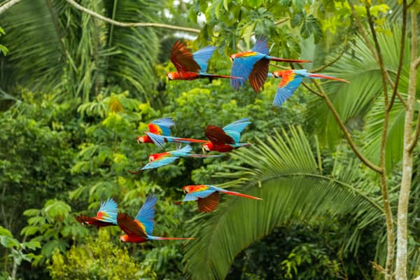 A flock of Red-and-Green Macaws in flight over the rainforest