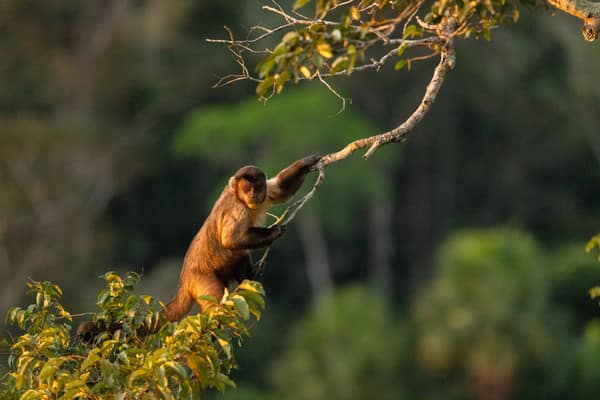 A Brown Capuchin Monkey foraging at treetop in golden light