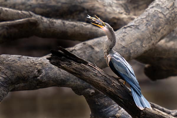 An Anhinga with a fish on riverside driftwood